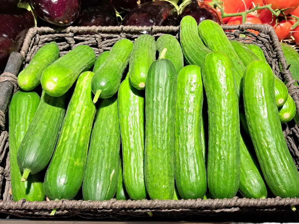 Mini concombre /pièce