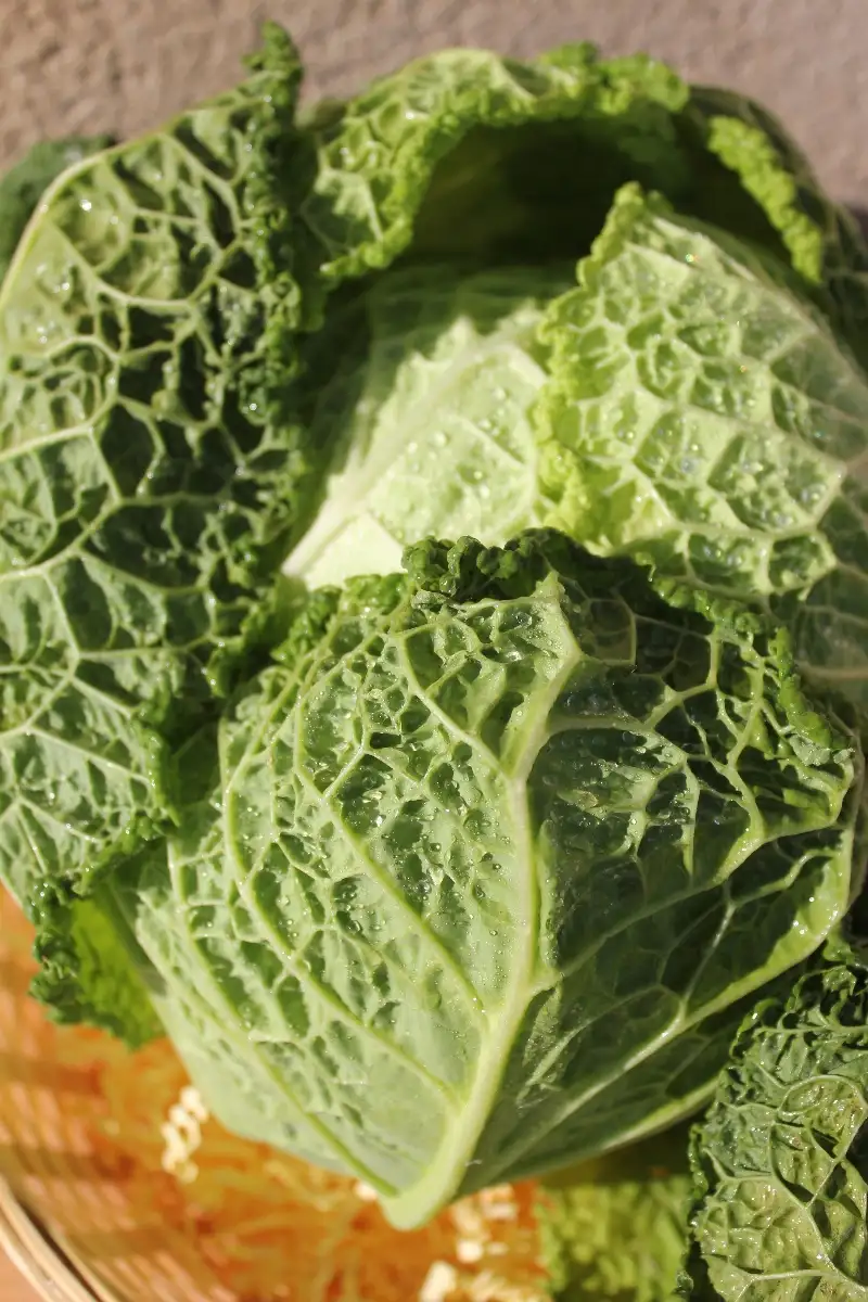 Chou vert frisé