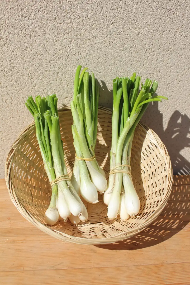 Oignon frais en bottes