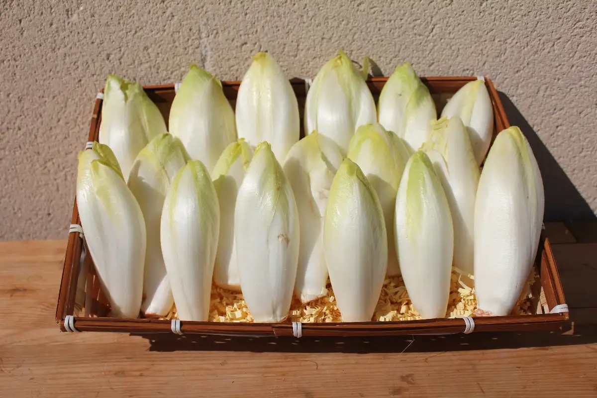 Endives 3.90 le kilo