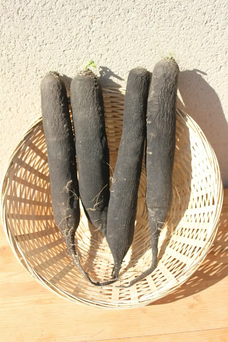 Radis Noir