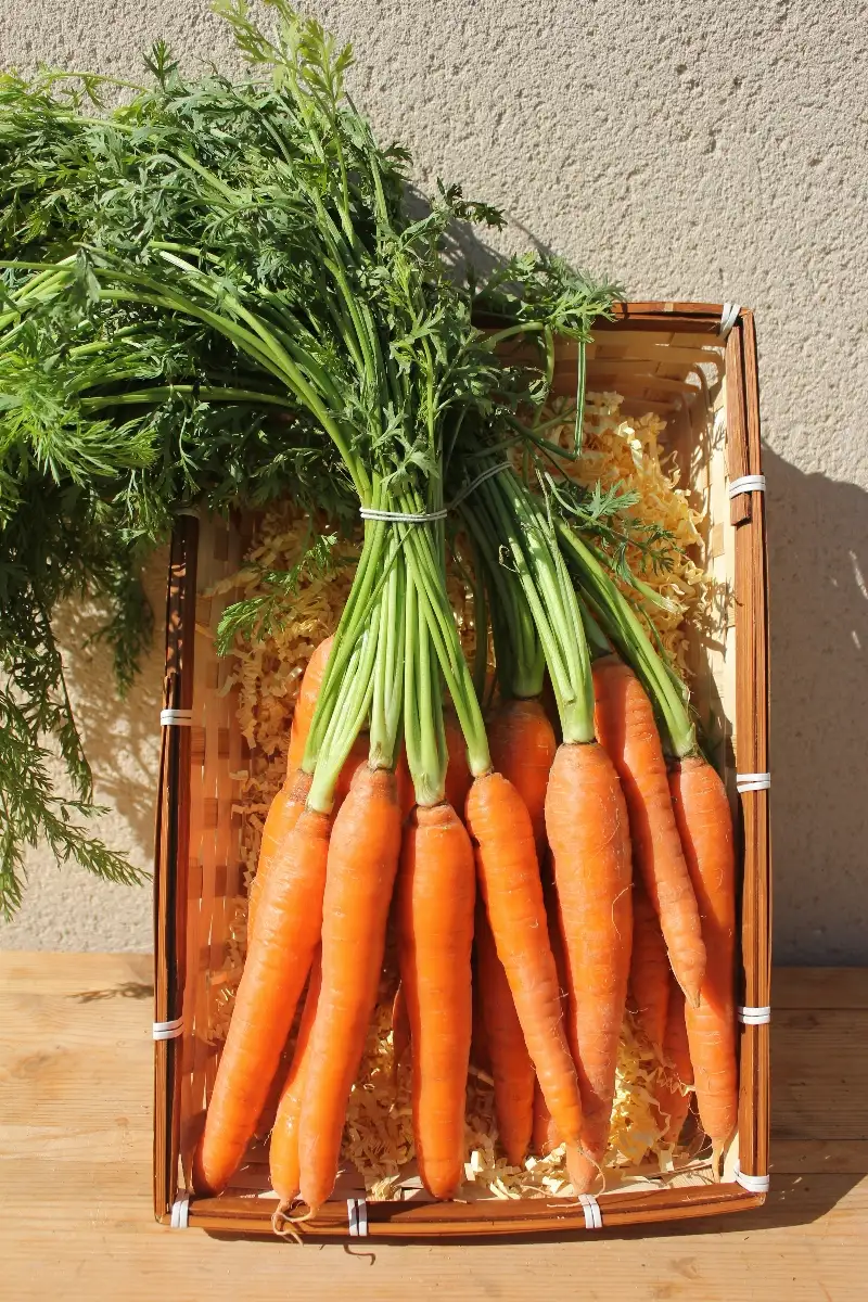 Carottes Fane