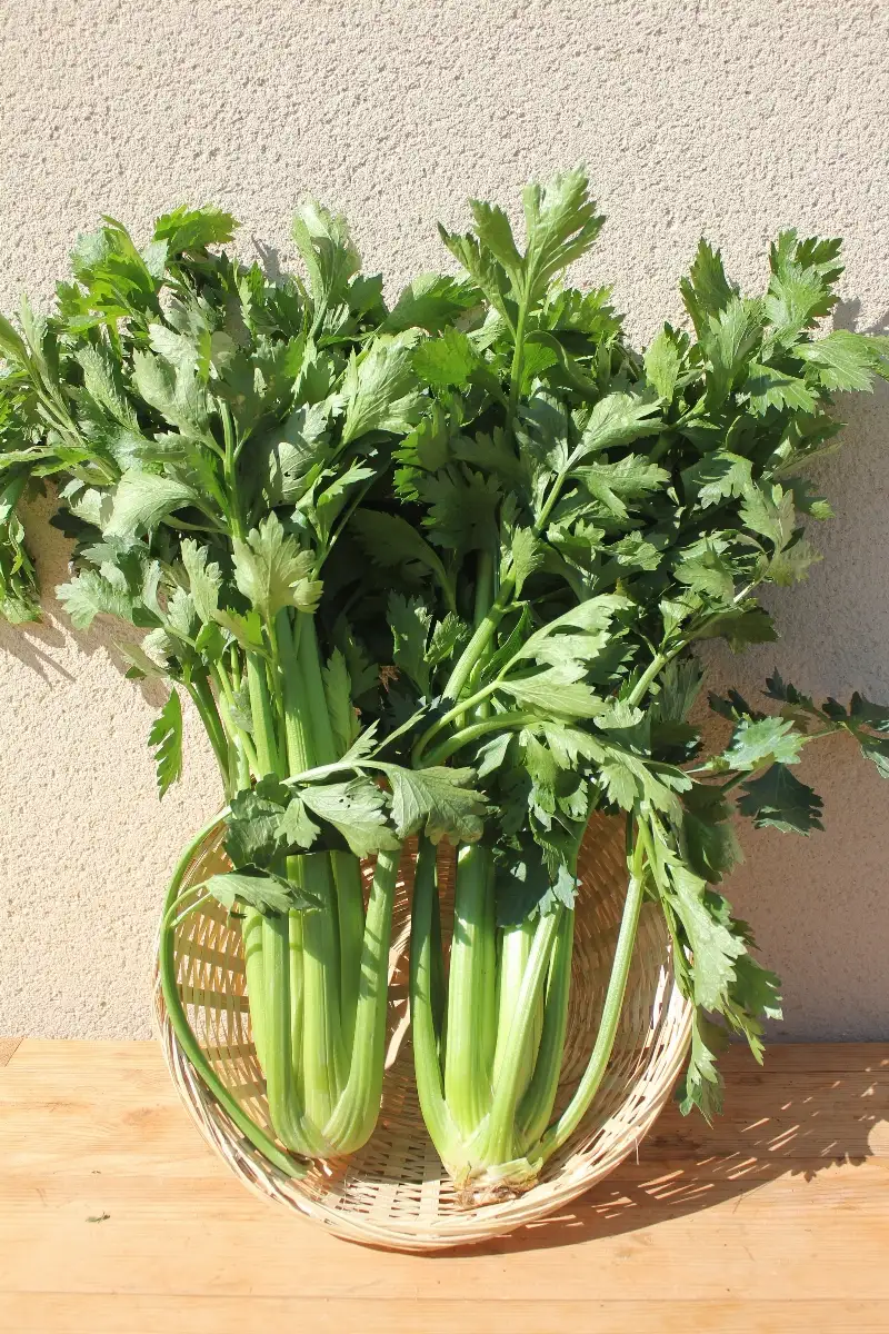 Céleri branche 3.20 le kilo