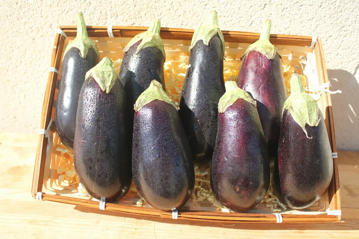 Aubergines 3.95€ le kilo