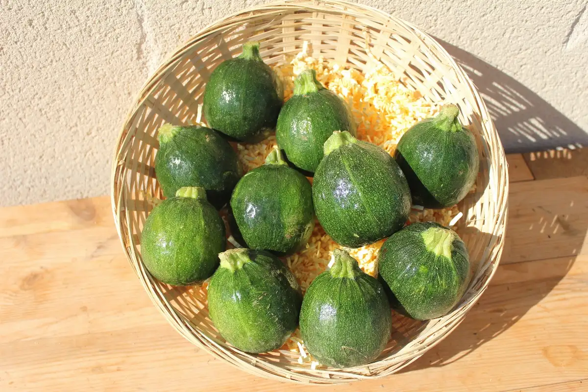 Courgette Ronde 4.95 le kilo