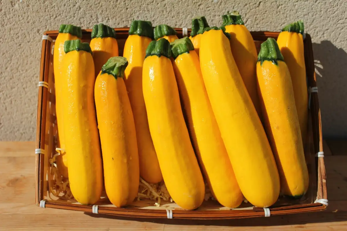 Courgette Jaune 3.95€ le kilo