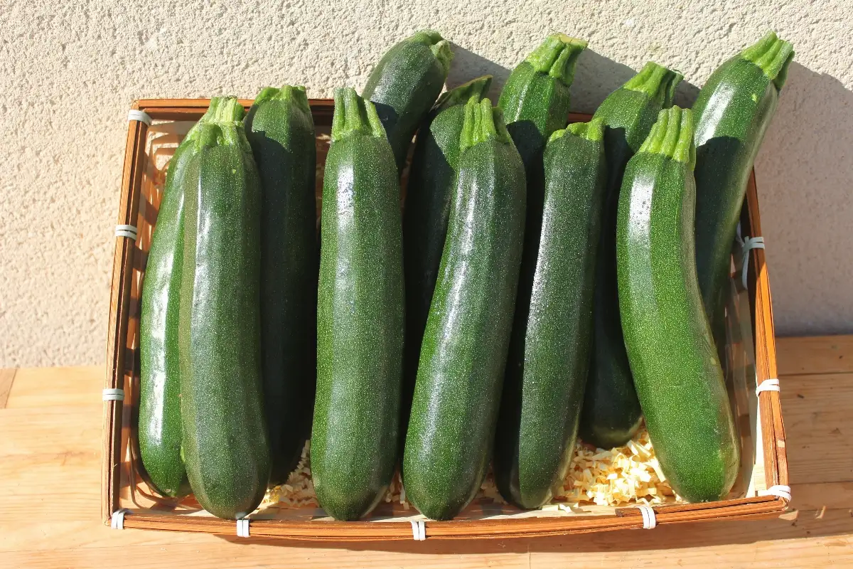 Courgette 2.60€ le kilo