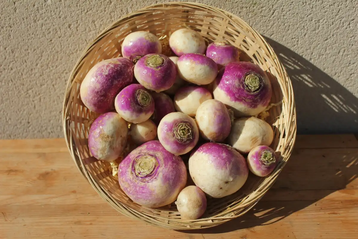 Navet Violet 2.95€ le kilo