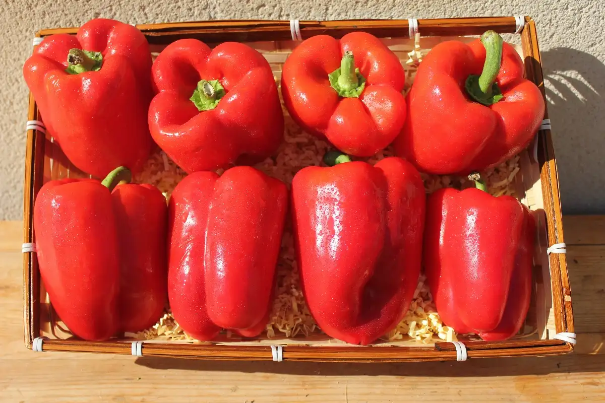 Poivrons Rouge 3.95€ le kilo