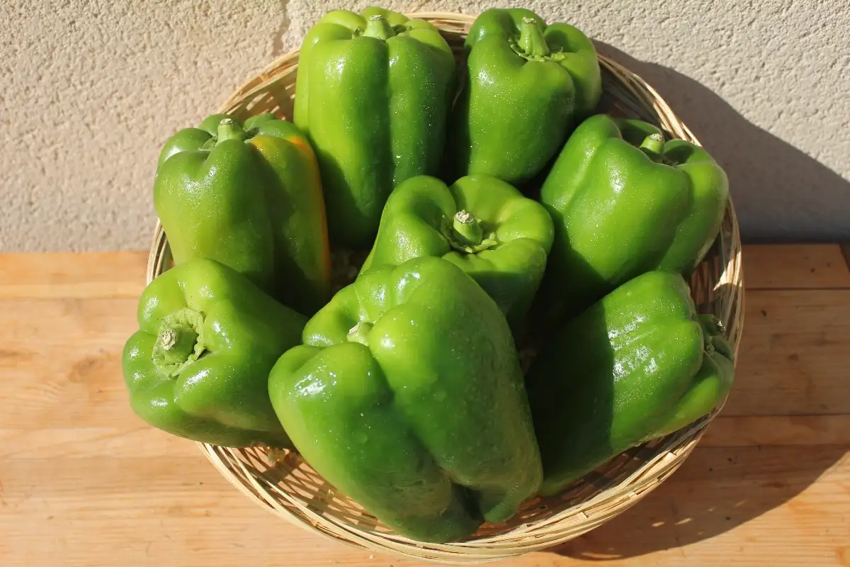 Poivron Vert 3.95€ le kilo