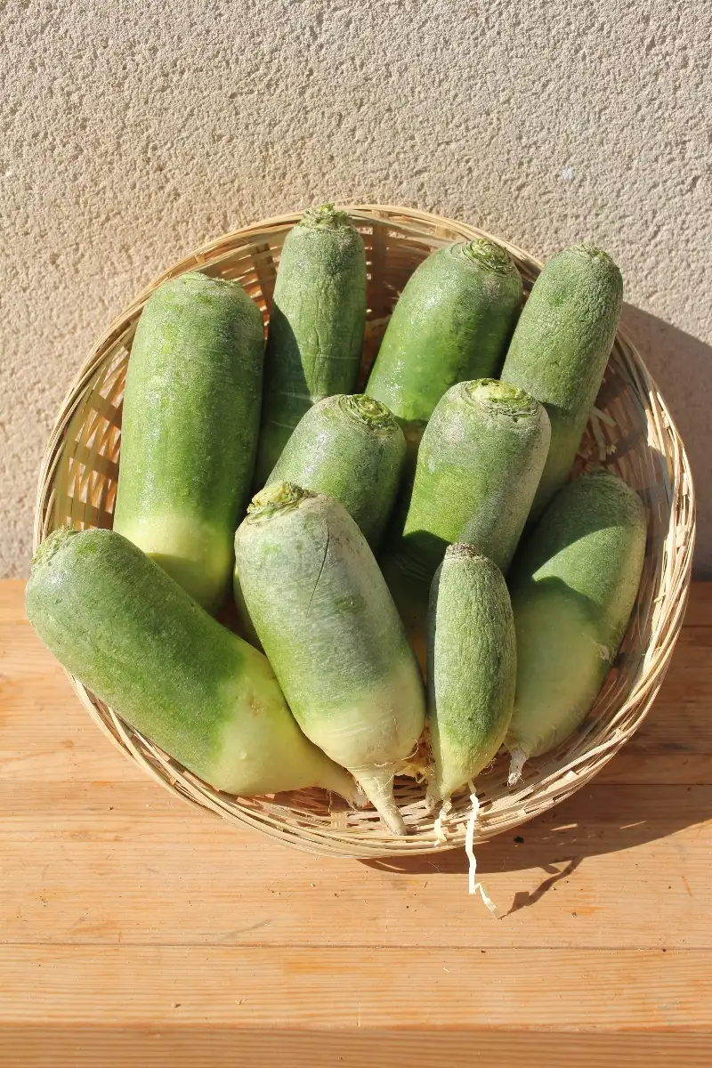 Radis Green Meat 4.50€ le kilo