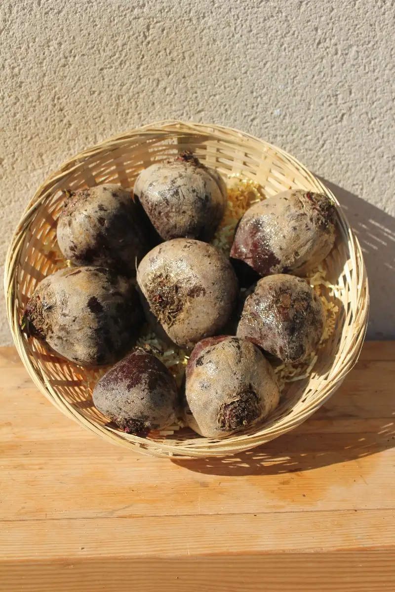 Betterave crue 3.95€ le kilo