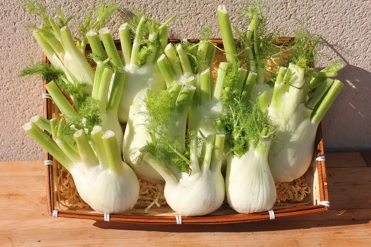 Fenouil 3.95€ le kilo