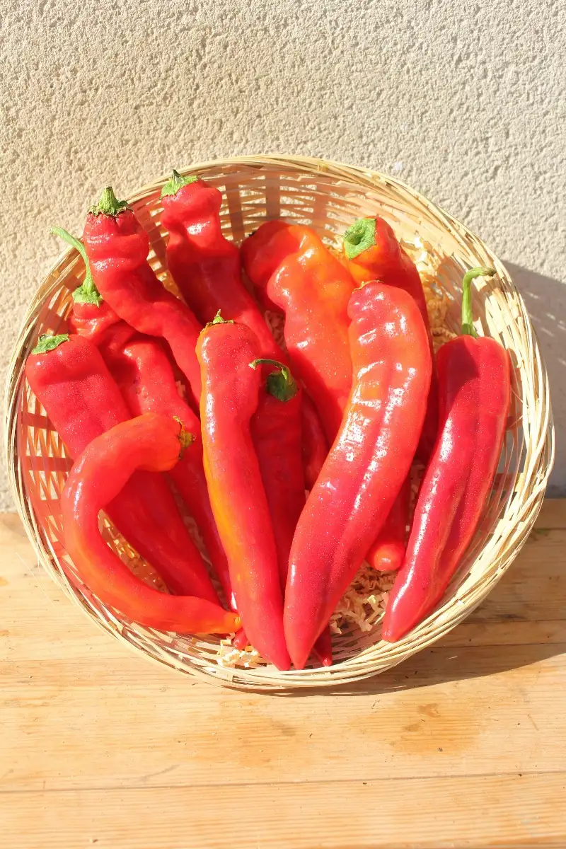 Poivrons Long Doux 6.95€ le kilo