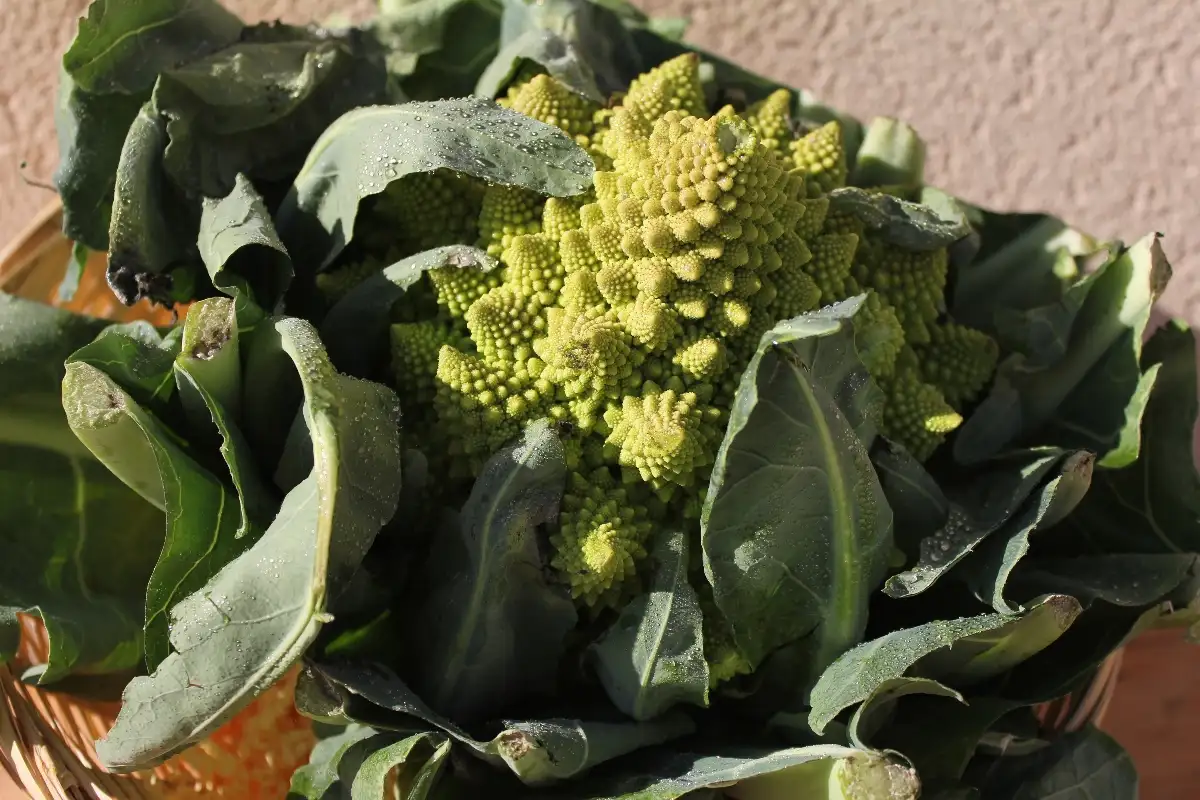 Choux Romanesco
