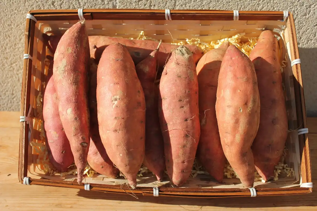 Patate Douce 3.95€ le kilo