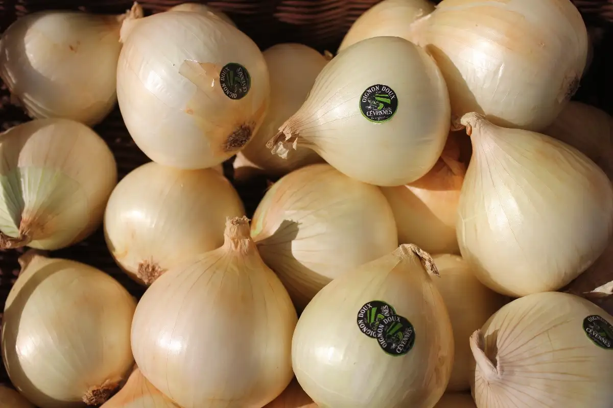 Oignons doux des cévennes 5.95€ le kilo