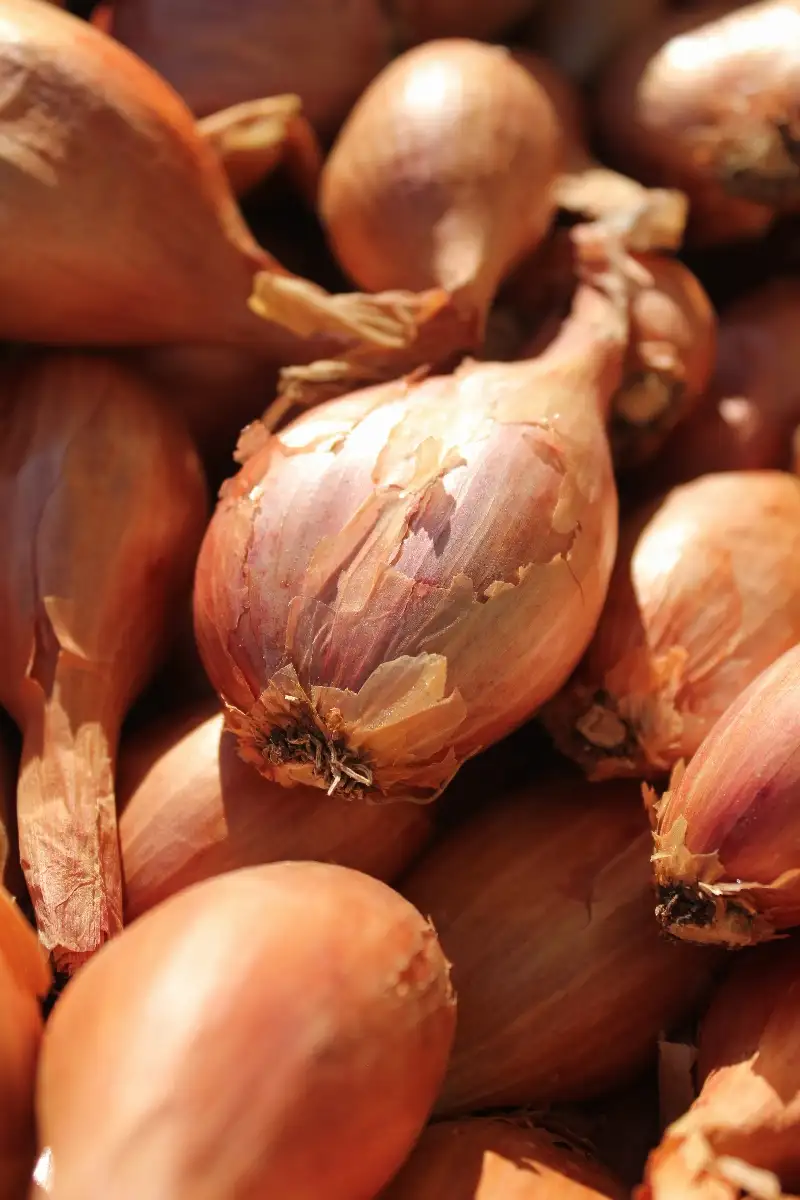 Échalotes 6.90€ le kilo