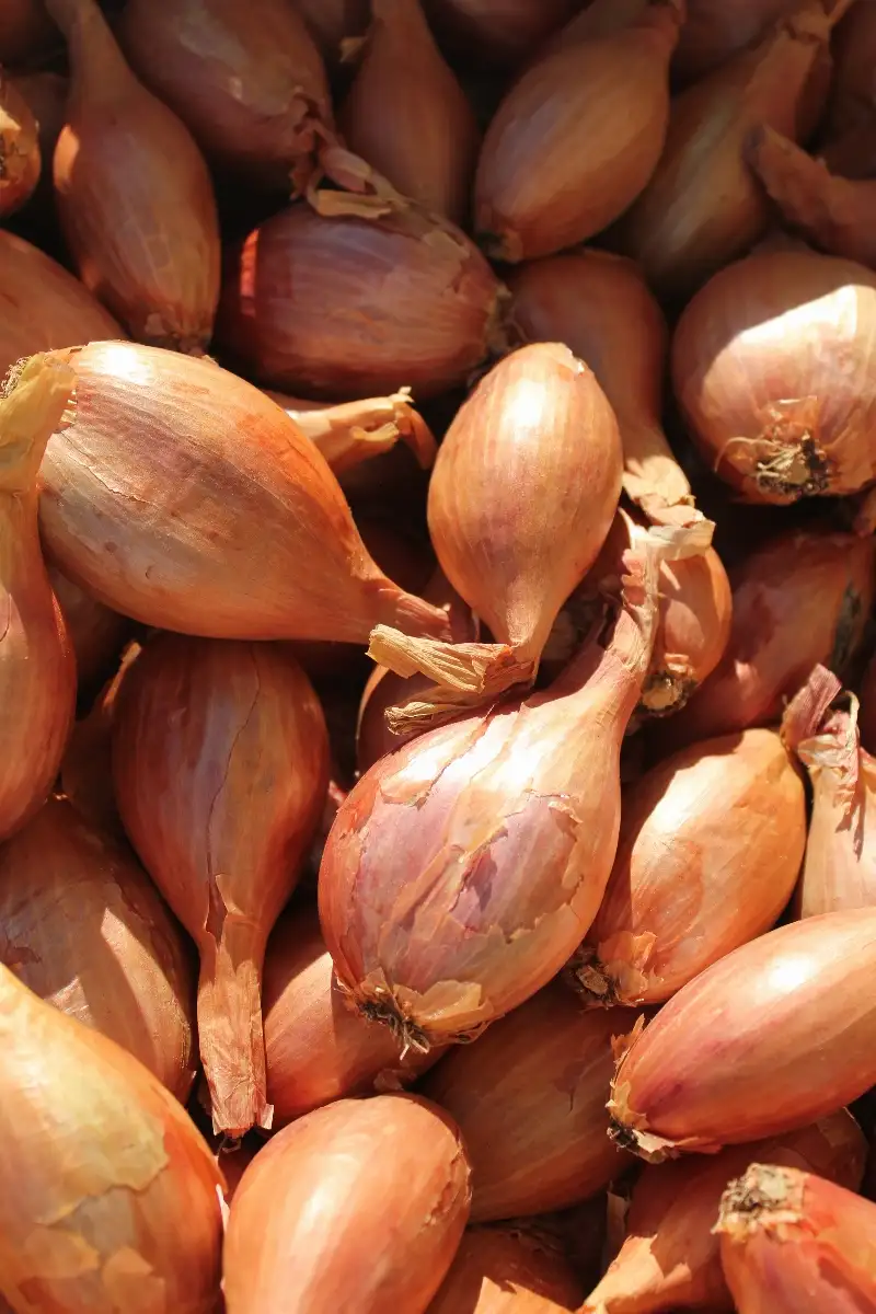 Échalotes 6.90€ le kilo