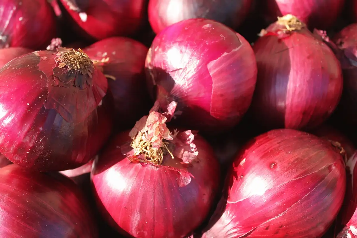 Oignon rouge 3.95€ le kilo