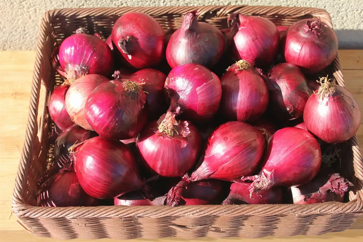 Oignon rouge 3.95€ le kilo