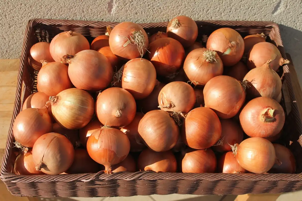 Oignon Jaune 1.50€ le kilo