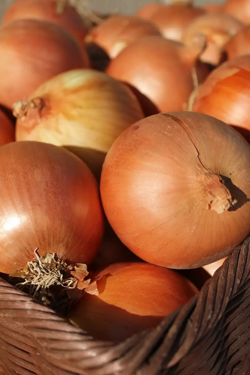 Oignon Jaune 1.50€ le kilo