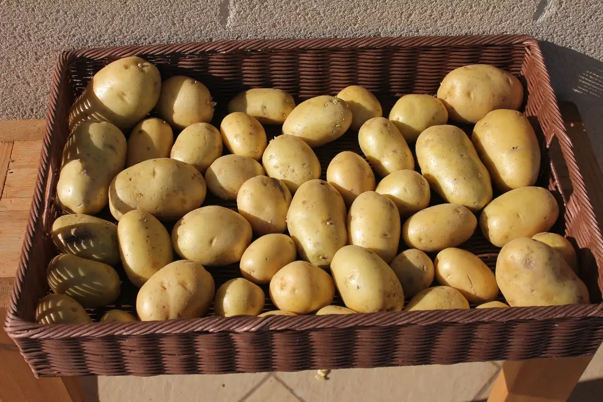 Pomme de terre Agatha 1,50€ le kilo