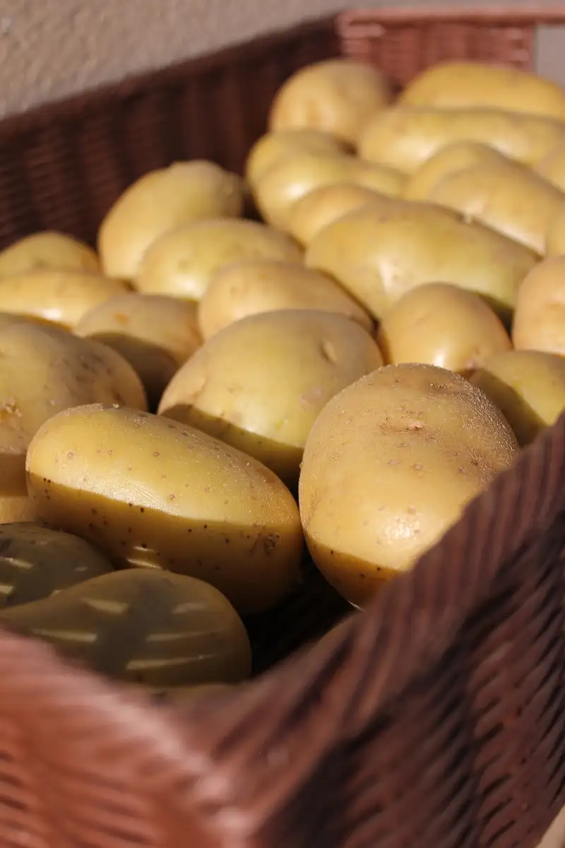 Pomme de terre Agatha 1,50€ le kilo