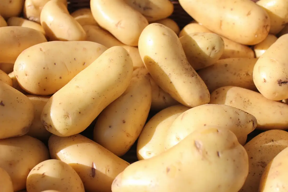 Pomme de terre amandine 2.50€ le kilo