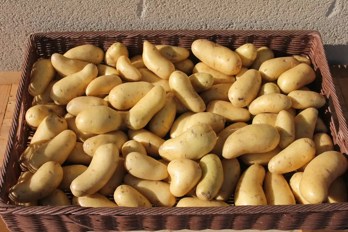 Pomme de terre amandine 2.50€ le kilo