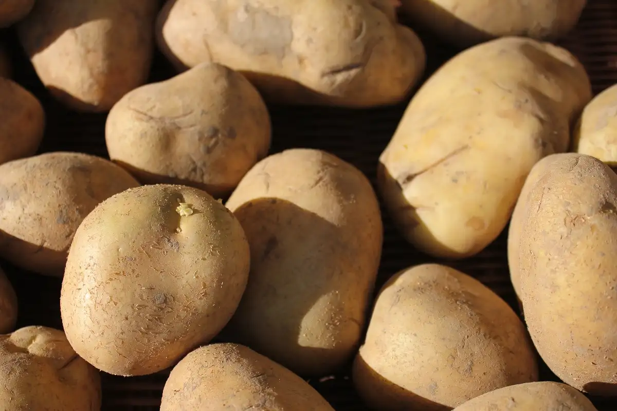 Pomme de terre Bintje 0.99€ le kilo