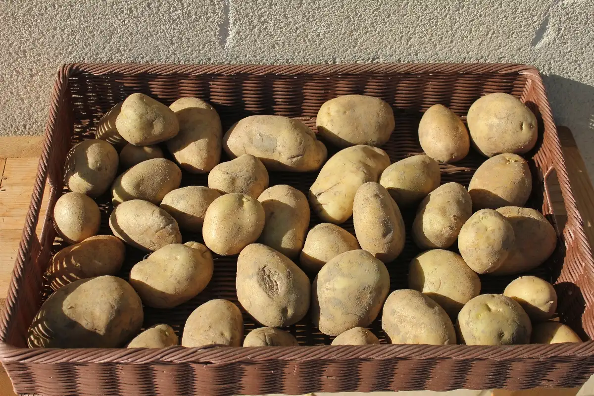 Pomme de terre Bintje 0.99€ le kilo