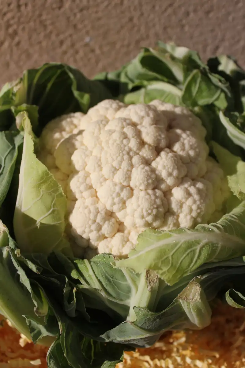 Chou-Fleur