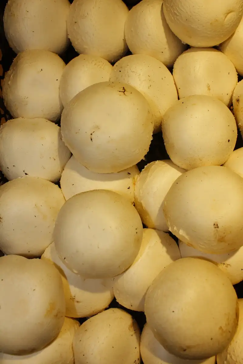 Champignon de Paris 6.90€ le kilo