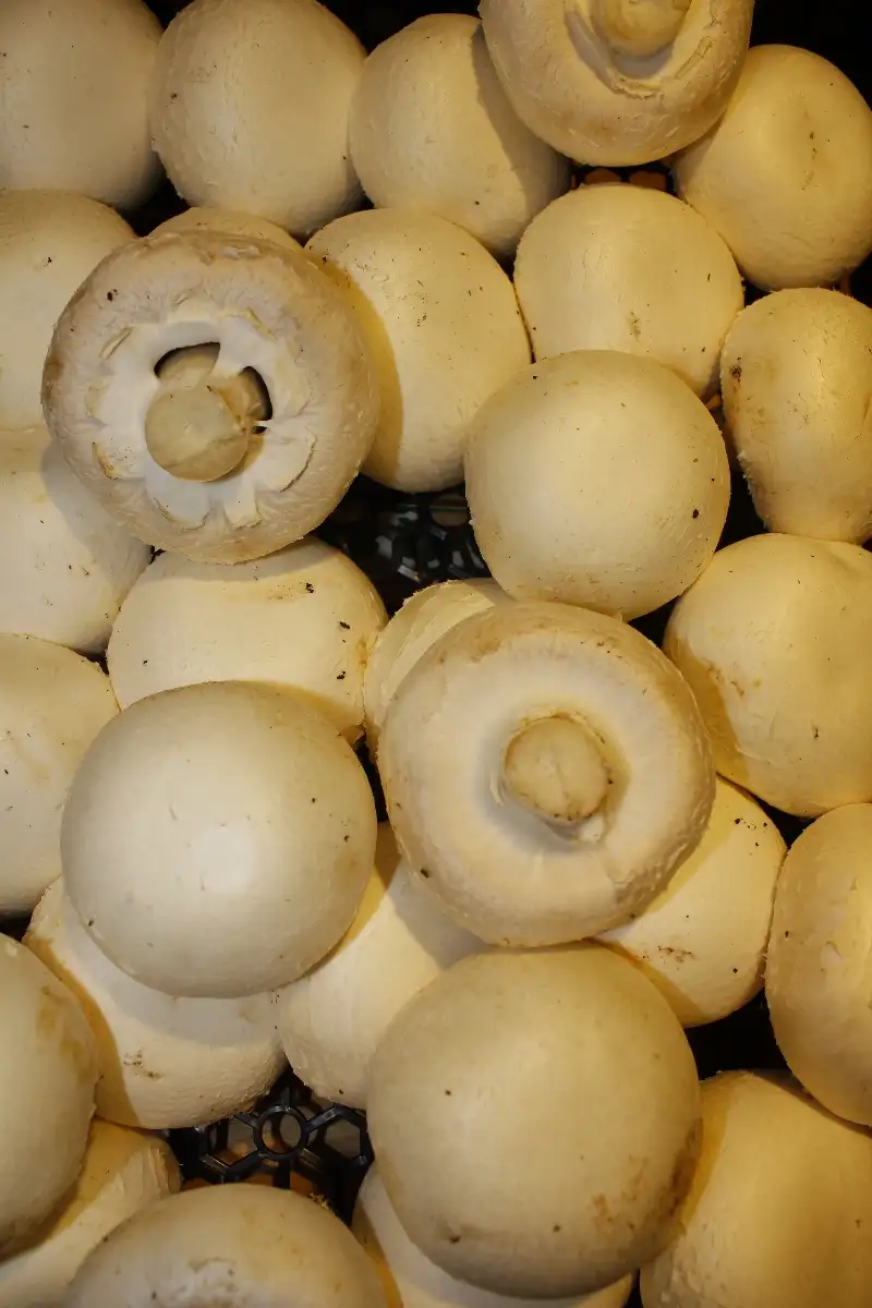 Champignon de Paris 6.90€ le kilo