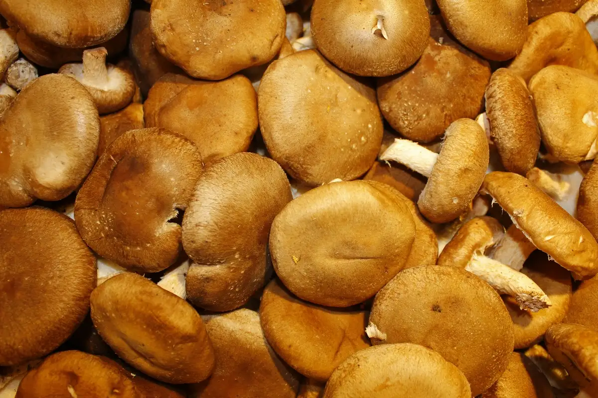 Champignon Shii-take  12.95€ le kilo