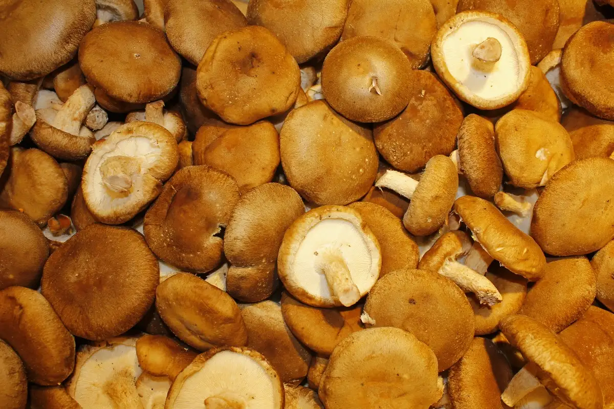 Champignon Shii-take  12.95€ le kilo