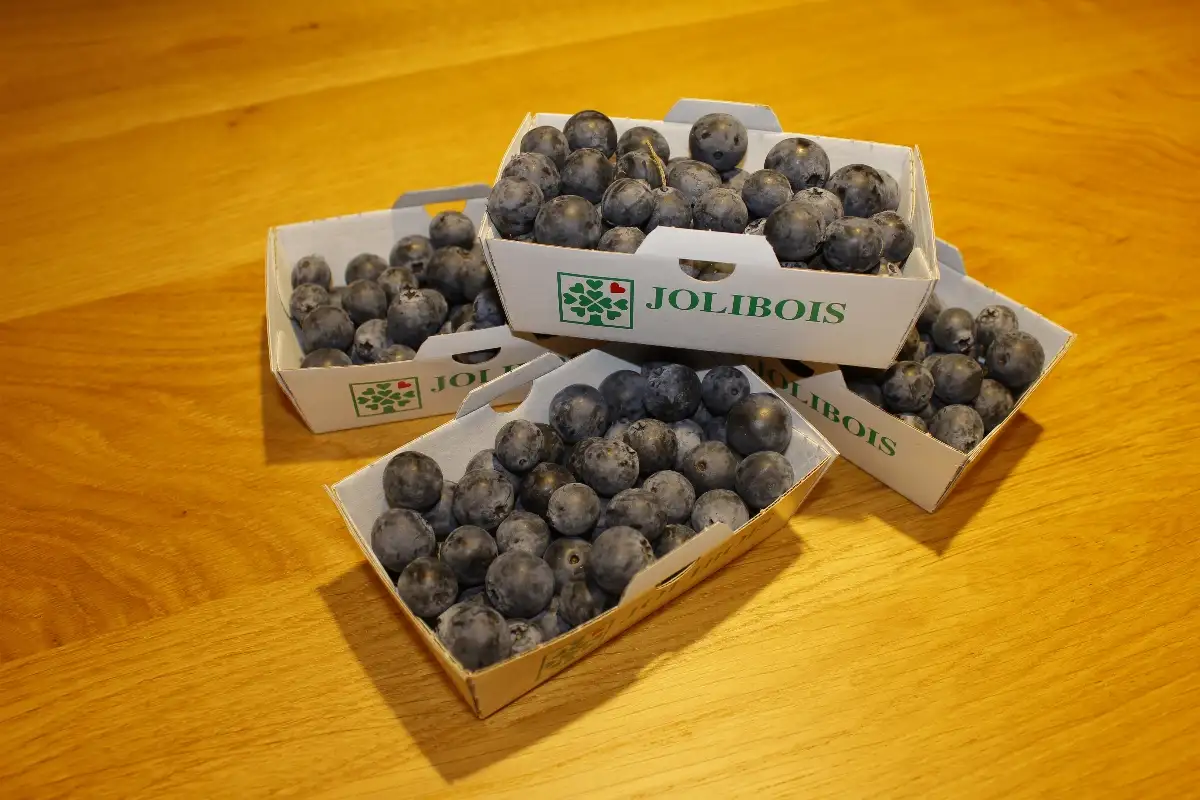 Myrtilles barquette de 125g