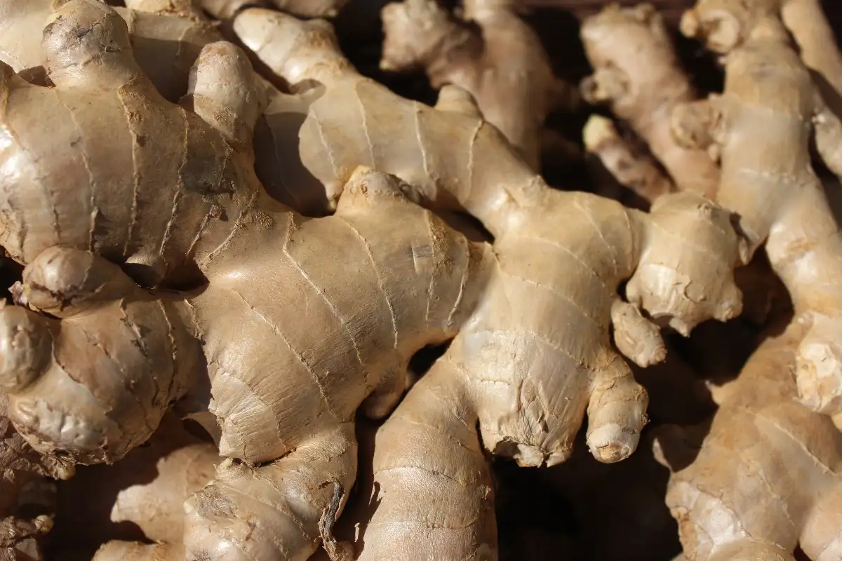 Gingembre 6,90€/kg