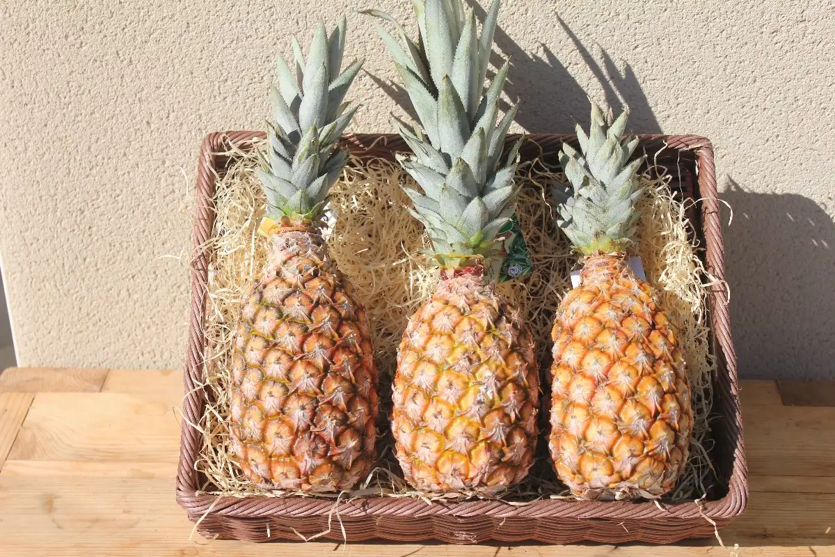 Ananas pain de sucre