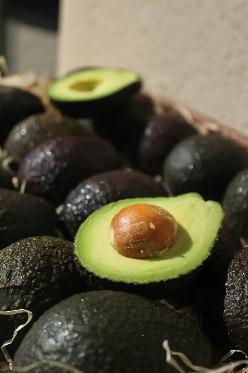 Avocat petit calibre