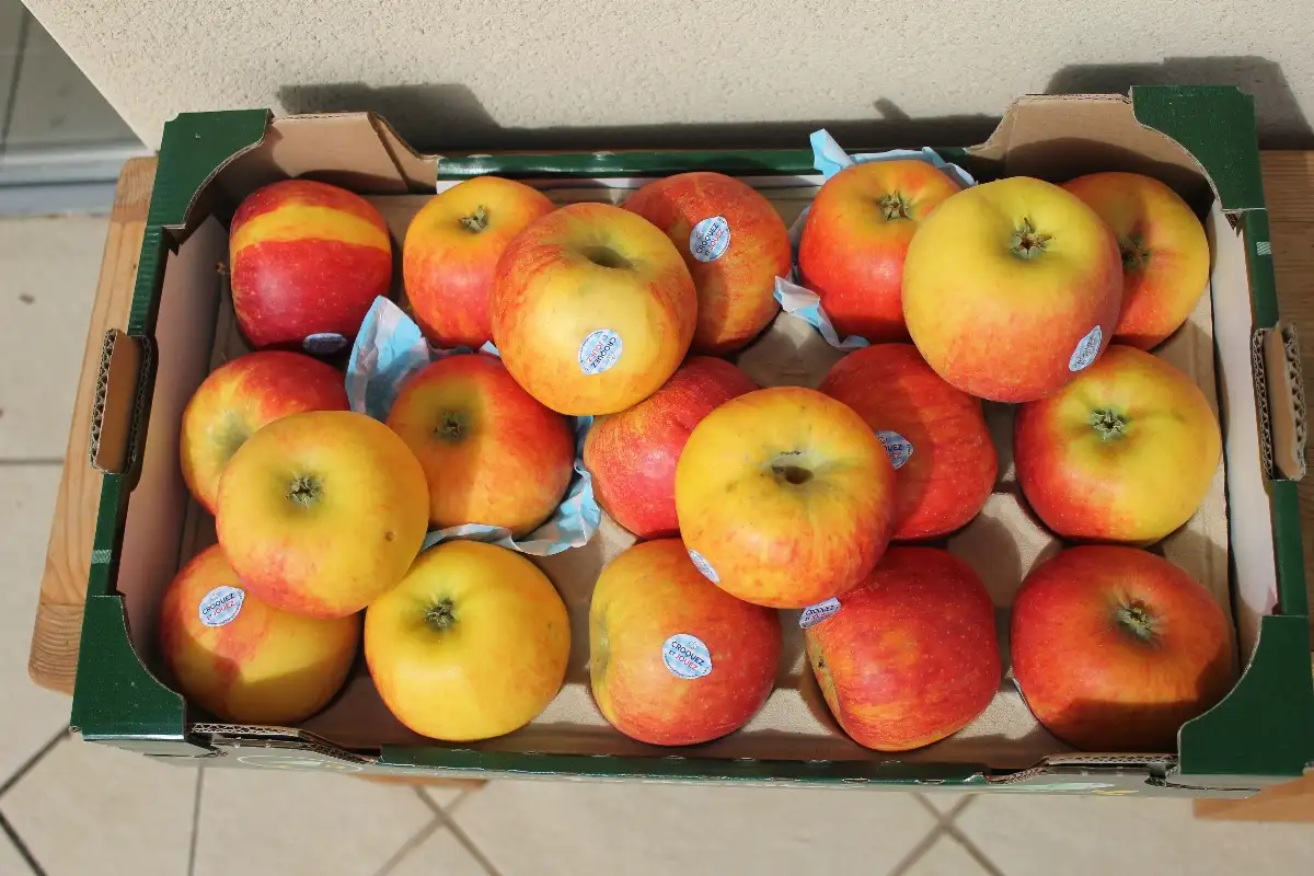 Pomme reine des reinettes 3.90€ le kilo