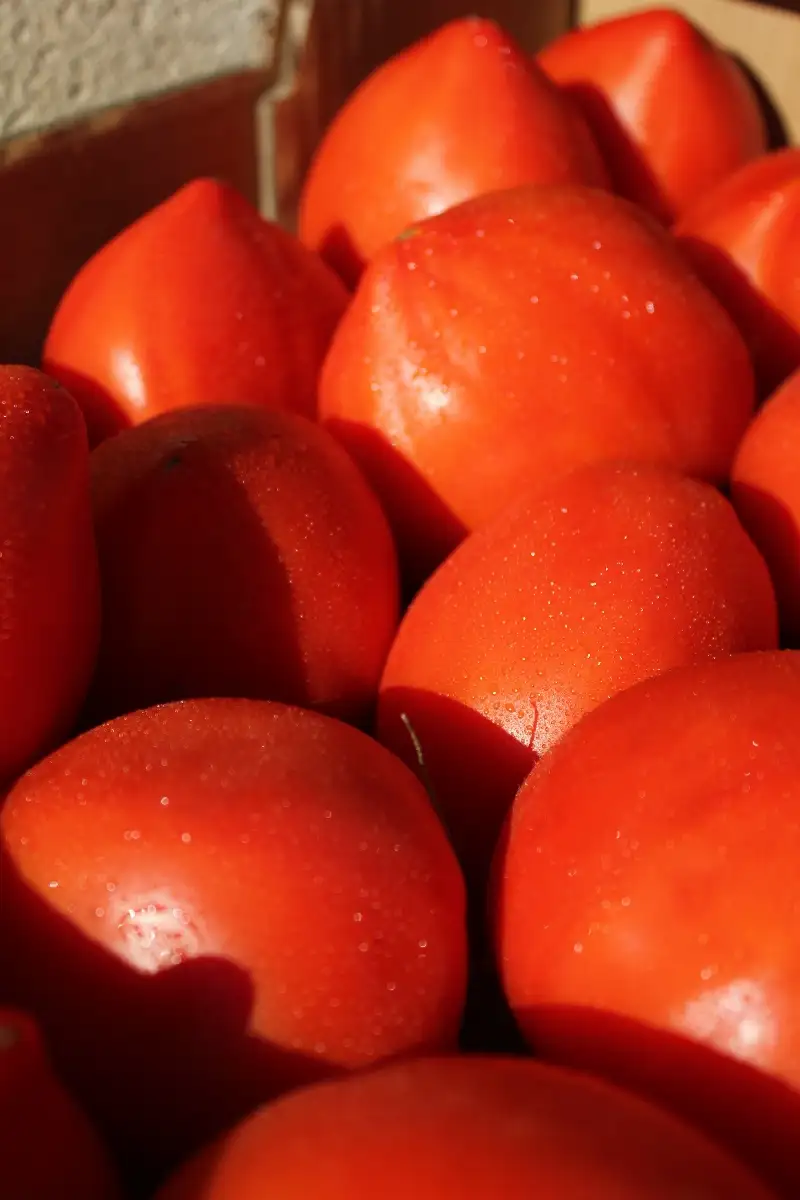 Tomates cœur de bœuf 4.95€ le kilo
