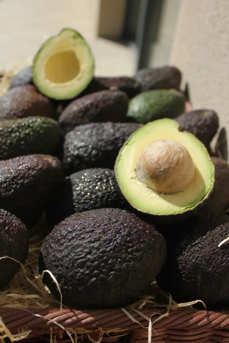 Avocat Hass gros calibre