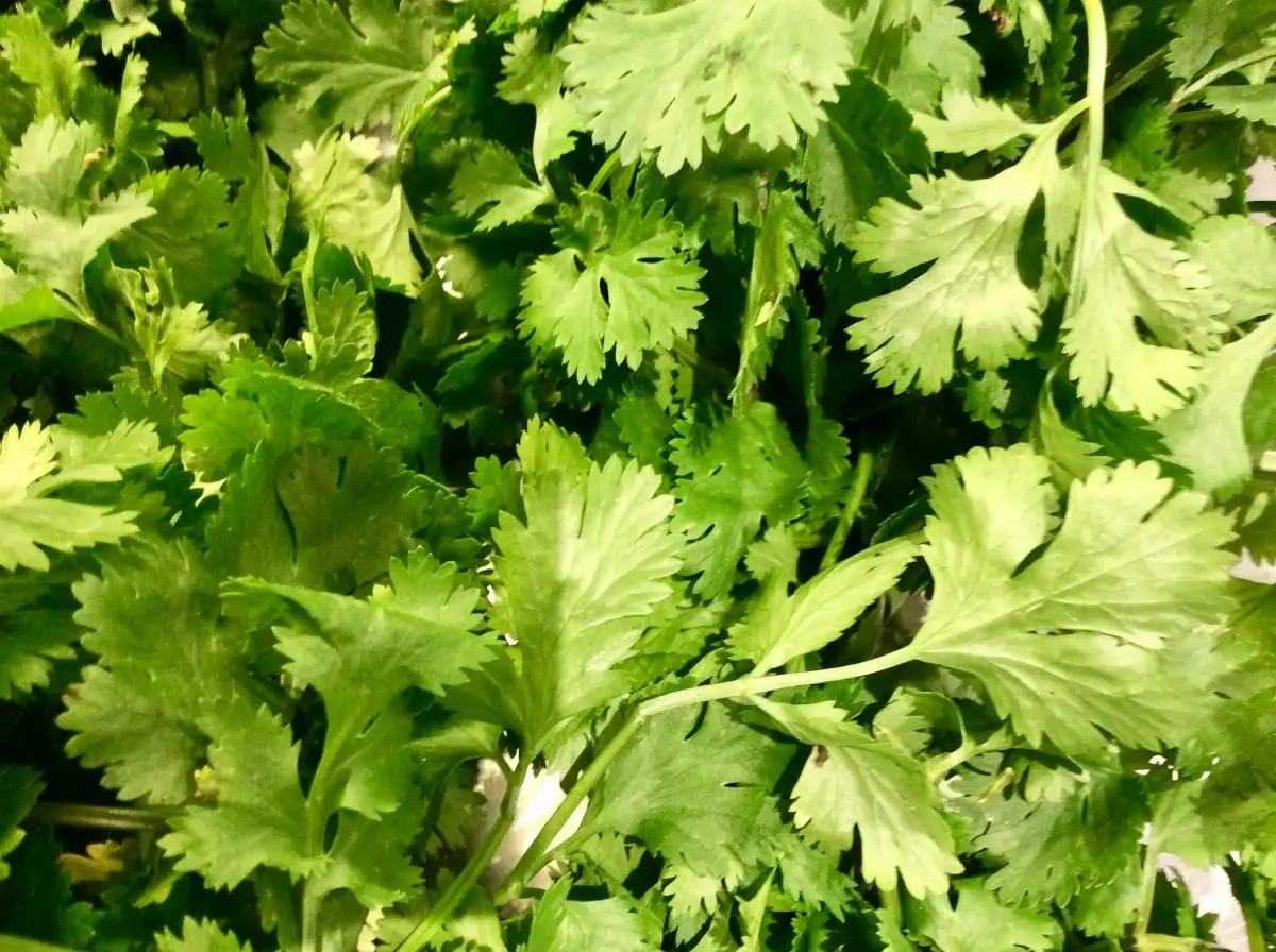 Coriandre