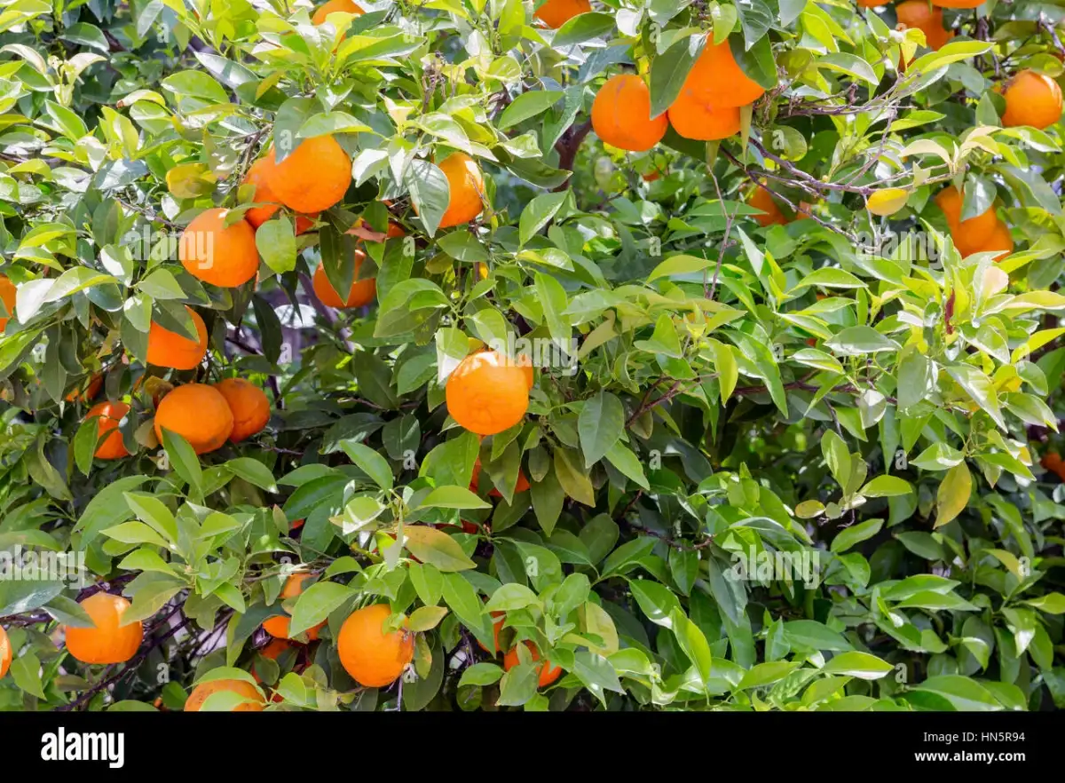 Oranges non traités 3.50€ le kilo