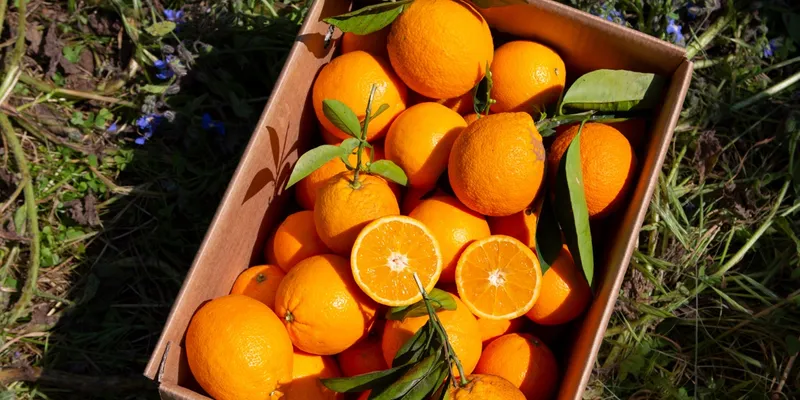 Oranges non traités 3.50€ le kilo