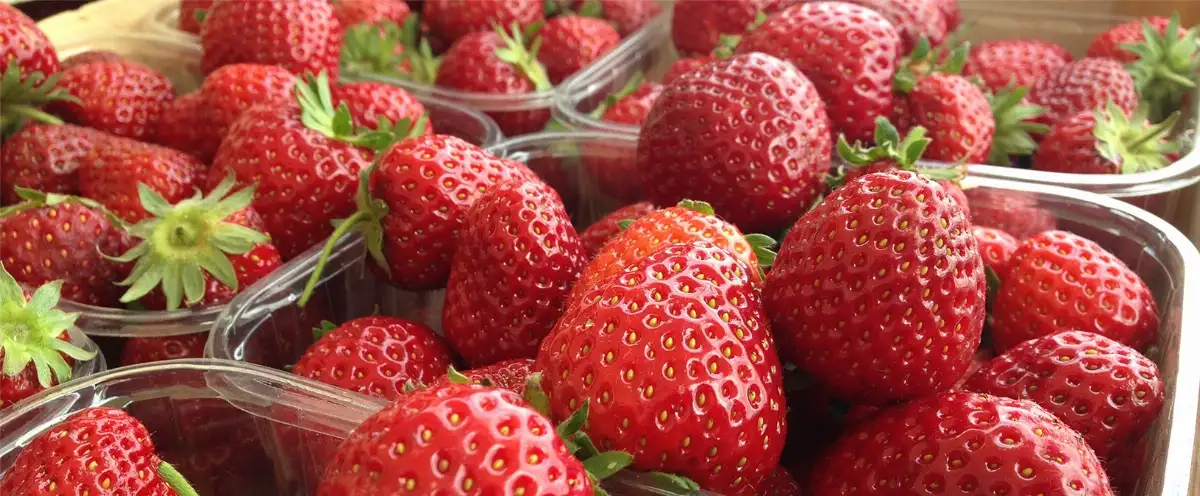 Fraise Cléry 250gr