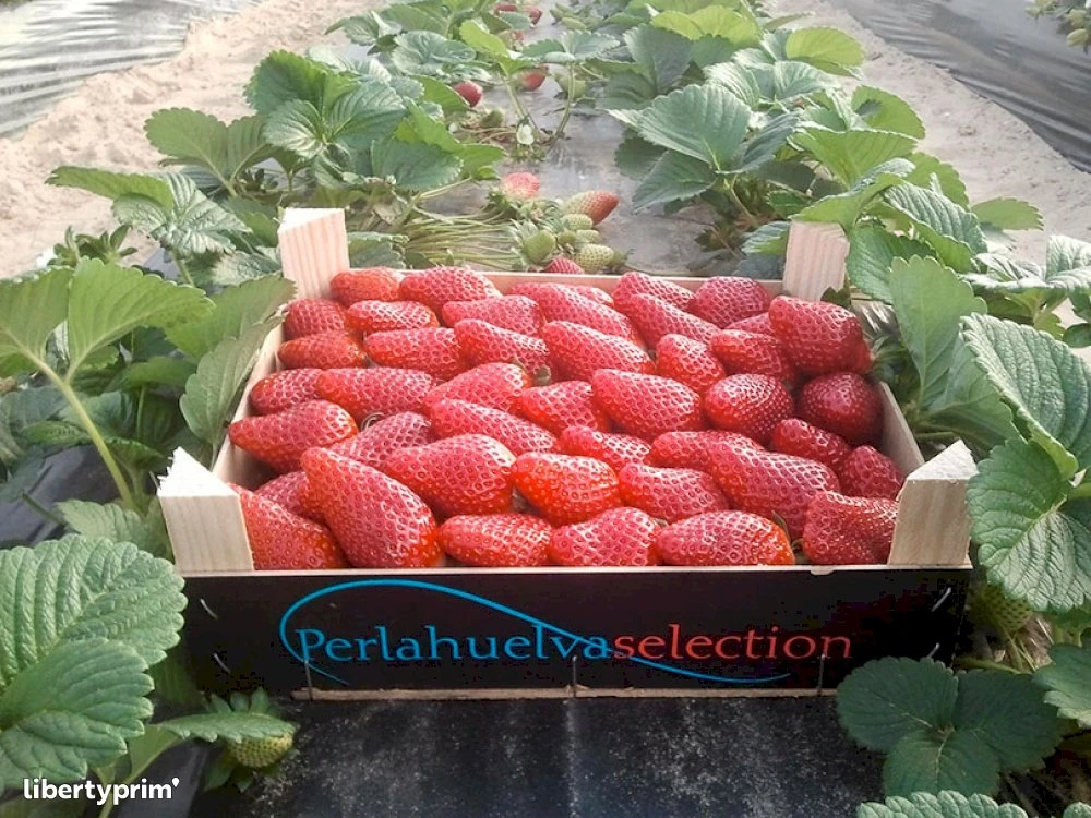 Fraise Plateaux 1kg